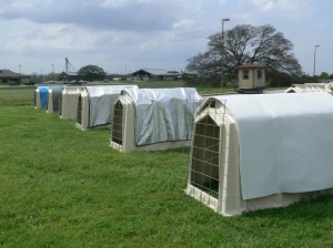 Researchers from Texas A&M AgriLife entities have been studying how cow hutch covers can reduce heat stress and, by extension, help increase productivity in dairy heifers. (Texas A&M AgriLife photo)