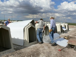 One of the goals of the project has been to develop an effective cover for under $4 per hutch that will last up to 90 day. (Texas A&M AgriLife photo)
