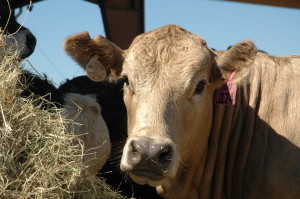 A survey distributed to the Texas stocker cattle industry will assist in meeting future research and educational initiatives by Texas A&M AgriLife Research, Texas A&M AgriLife Extension Service, the department of animal science at Texas A&M and the College of Veterinary Medicine, according to officials. (Texas A&M AgriLife Extension Service photo by Blair Fannin)