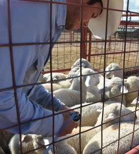 dorperxrambouilletlambs-014