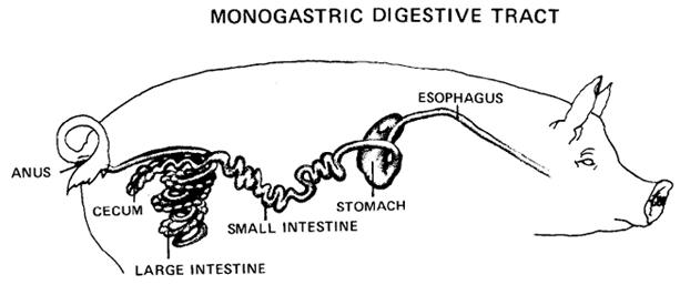 Cow's Digestive System