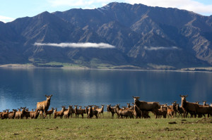 New Zealand photo-10