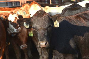 The 62nd Texas A&M Beef Cattle Short Course is scheduled Aug. 1-3 at Texas A&M University in College Station. (Texas A&M AgriLife Extension Service photo by Blair Fannin)