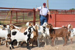 Dr. Frank Craddock inspecting goat herd.