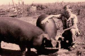 Gary's first 4-H project: market hogs in 1948.