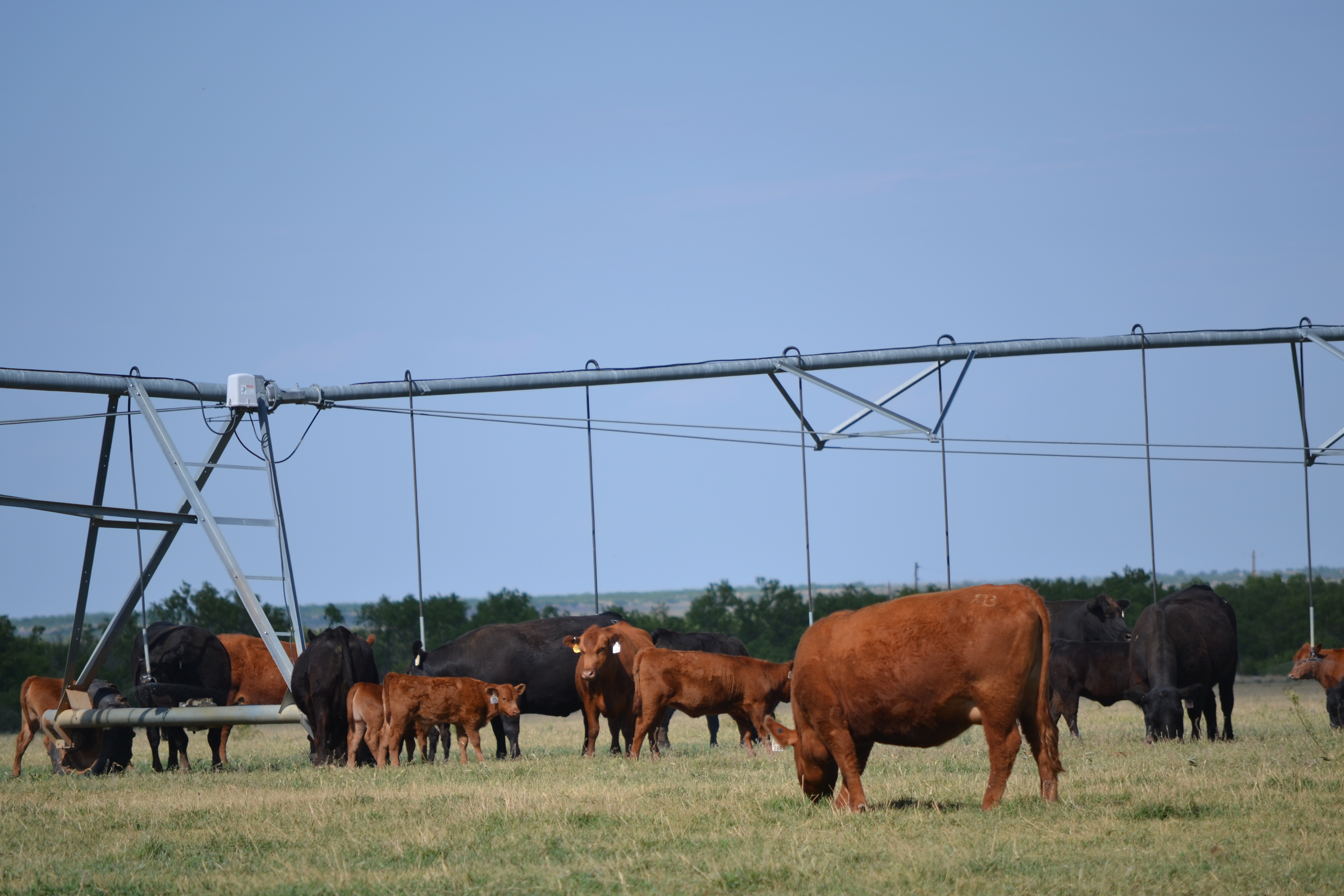 The Five Freedoms of Cattle - Animal Science