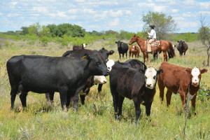 Cattle in a pasture with a cowboy on a horse.