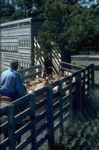A cowboy on a horse moves cattle into a loading ramp & onto a trailer.