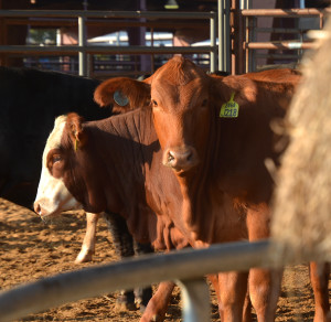 The Five Freedoms of Cattle - Animal Science