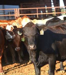 A study examining the presence of salmonella in beef cattle feedyards was the focus of a series of studies by Texas A&M AgriLife Research scientists and faculty in the department of animal science. (Texas A&M AgriLife Research photo by Blair Fannin)