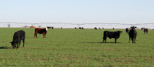 The health of stocker cattle on wheat can be managed to increase profit. (Texas A&M AgriLife Communications photo by Kay Ledbetter)