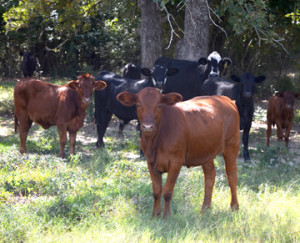 A Rebuilding the Beef Herd program is scheduled for 8:30 a.m. to 3:30 p.m. Sept. 25 at Camp Cooley Ranch in Franklin, 4297 Camp Cooley Ranch Road. (Texas A&M AgriLife Extension Service photo by Blair Fannin)