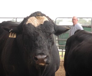 A comprehensive workshop on bull selection for cattle producers in the South Central Texas area is scheduled from 10 a.m. to 5 p.m. April 22 at 44 Farms in Cameron.