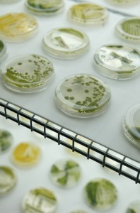 Different strains of algae shown at a Solazyme facility. Credit: AP Photo/Jeff Chiu