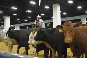 Dr. Ron Gill, Texas A&M AgriLIfe Extension Service beef cattle specialist and associate department head for the department of animal science at Texas A&M University in College Station, leads a cattle handling demonstration at the 2016 Texas and Southwestern Cattle Raisers Association Convention in Fort Worth. (Texas A&M AgriLife Extension Service photo by Blair Fannin)