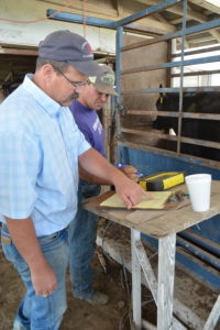 Dr. Jason Sawyer, McGregor Research Center superintendent, and Barton Johnson, research technician, record data as part of a red, white and blue beef cattle reproduction study. (Texas A&M AgriLife Research photo by Blair Fannin)