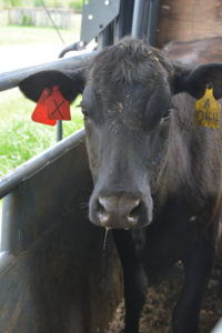 The cattle don red, white or blue ear tags to help identify which time of the year they calved or will calve. (Texas A&M AgriLife Research photo by Blair Fannin)