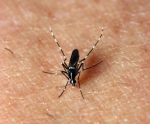 Mosquitoes, including those that can carry West Nile virus, will also be on the increase after the recent rains and subsequent dry-out. (Texas A&M AgriLife Extension Service photo by Dr. Mike Merchant)