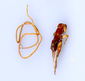 A side-by-side view of a horsehair worm and the cricket it infested. (Texas A&M AgriLife Extension Service photo by Dr.Mike Merchant)