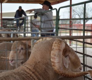 Rambouillet rams wait to be sold during the 2016 annual Ram Performance Test Sale at San Angelo. (Texas A&M AgriLife photo by Steve Byrns)