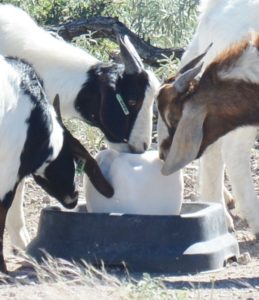 Meat goats such as these visiting a salt block on native range near Sonora are valuable property, a Texas A&M AgriLife study proves. (Texas A&M AgriLife Extension Service photo by Steve Byrns)