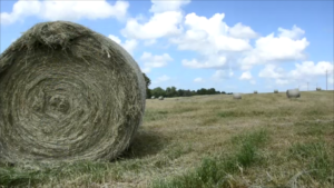Beef cattle producers should test hay for quality to identify possible nutritional supplemental requirements for cows. (Texas A&M AgriLife Extension Service photo by Adam Russell)