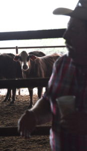 There are many things to consider when choosing replacement heifers for a cow herd. (Texas A&M AgriLife Extension Service photo by Blair Fannin)