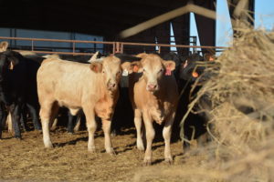 Though cattle prices have come down from historic highs, there are still ways for beef cattle producers to capture more dollars for their calves by adding value at the ranch, according to experts. (Texas A&M AgriLife Extension Service photo by Blair Fannin)