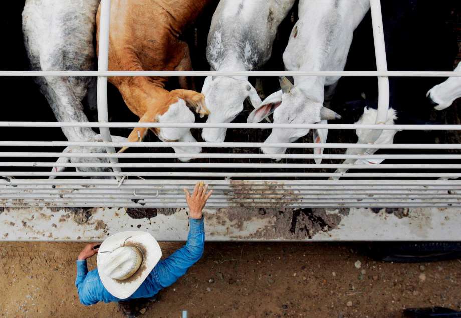 Cattle are inspected for ticks near Laredo. Experts are trying to pinpoint how the ticks ended up 110 miles north of the border. Photo by: Eric Gay, STF