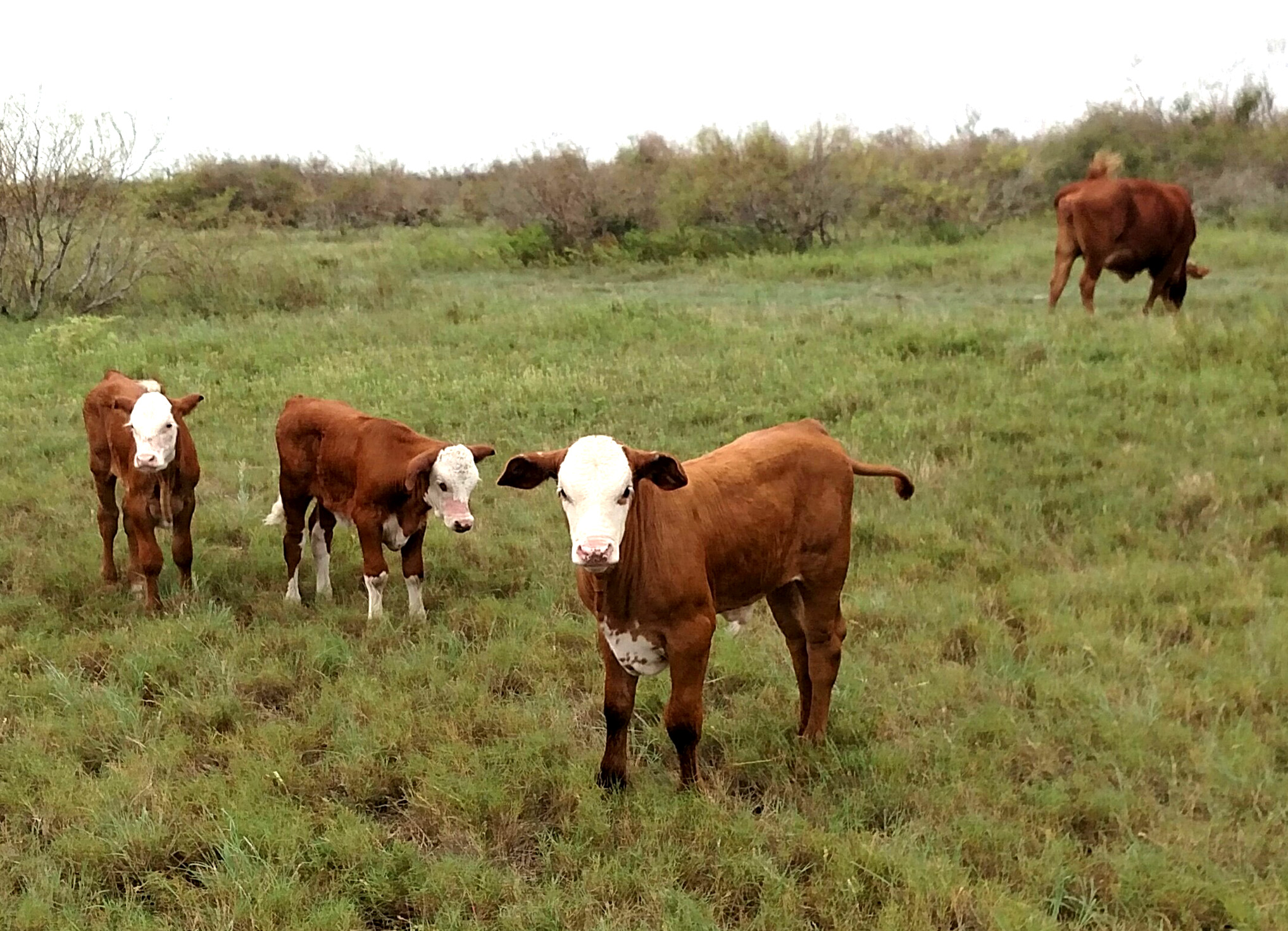 Young calves, such as these pictured in Aransas County, are often the first to fall victim to mosquitoes. (Texas A&M AgriLife Extension Service picture by Dr. Joe Paschal)