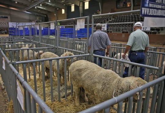 Livestock is inspected during the Texas Sheep and Goat Expo at the First Community Spur Arena on Friday, August 16, 2019. (Photo: Colin Murphey/ San Angelo Standard-Times)