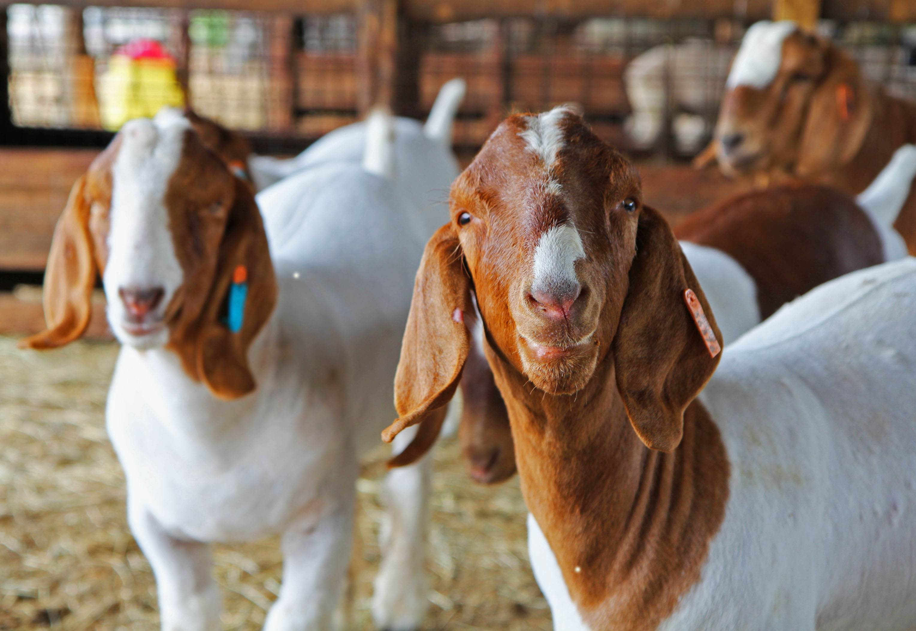 Sheep & Goat Programs - Animal Science