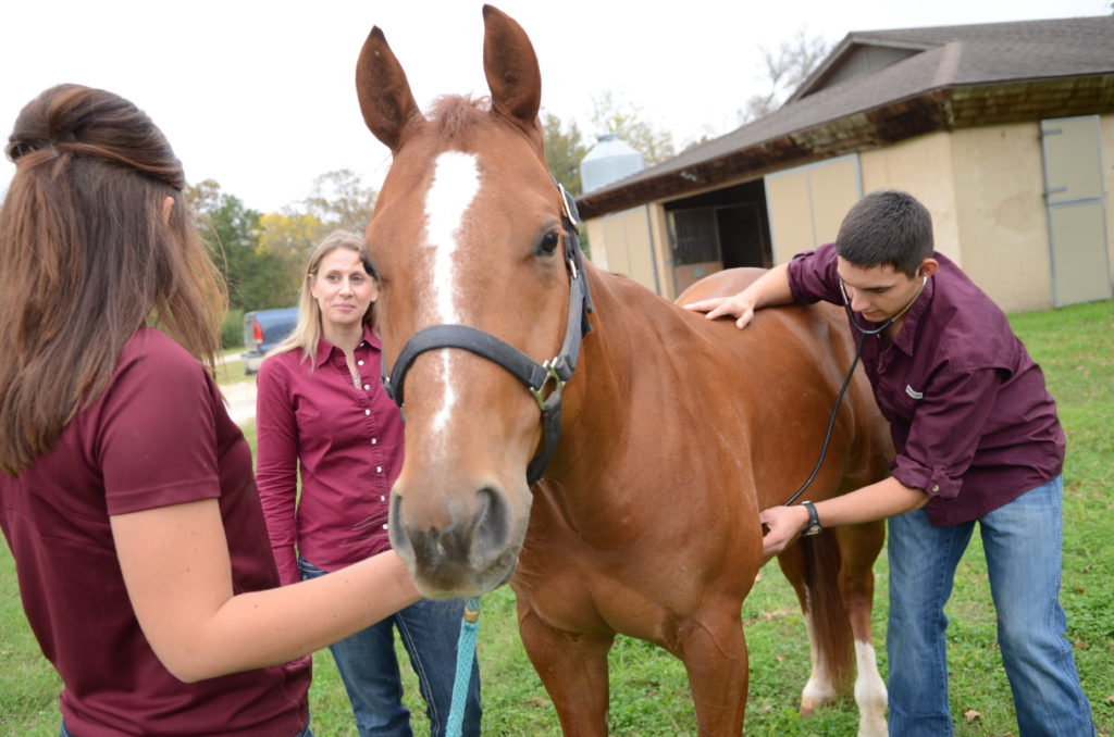 ansc students listening for gut sounds in a horse