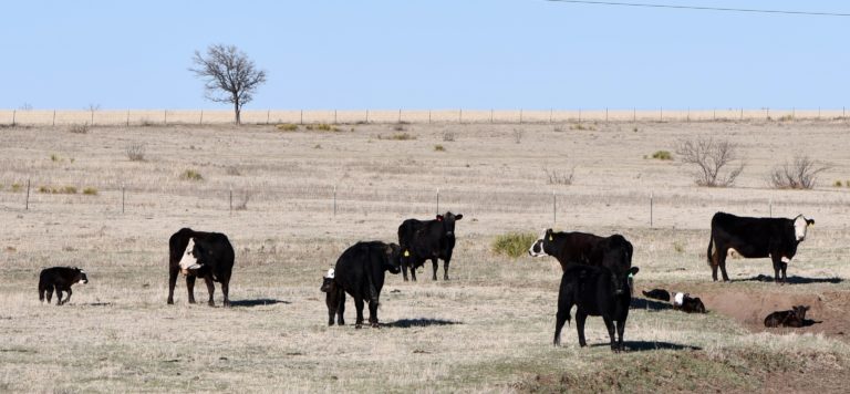 New calves and mother cows gather around the watering hole. (Texas A&M AgriLife photo by Kay Ledbetter)