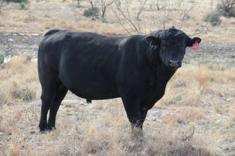 Genetic testing can be done on breeding herds to identify which bulls are getting the job done. (Texas A&M AgriLife Communications photo)