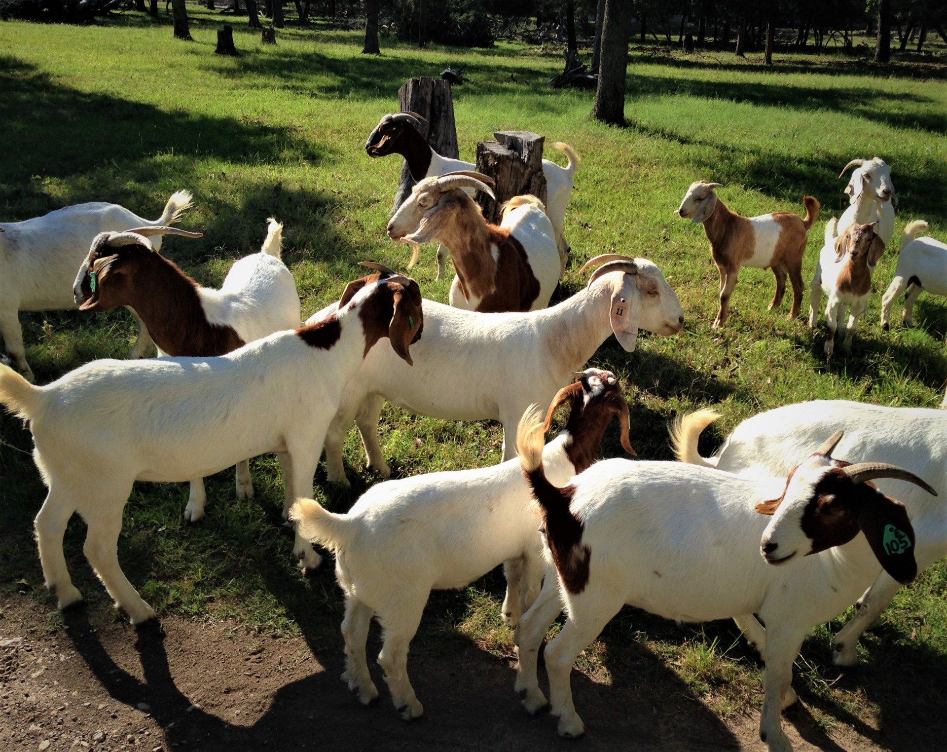 goats in feild