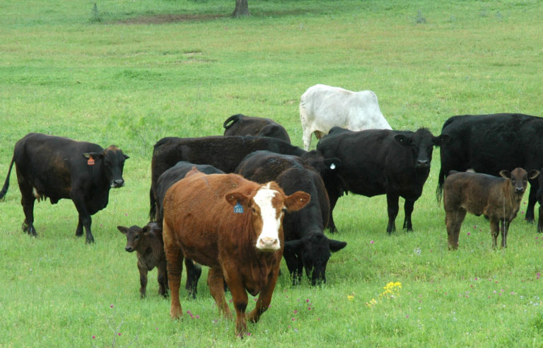 A cow’s environment – the available grazing and nutrition it offers – should be a deciding factor on herd genetics. (Texas A&M AgriLife photo by Blair Fannin)