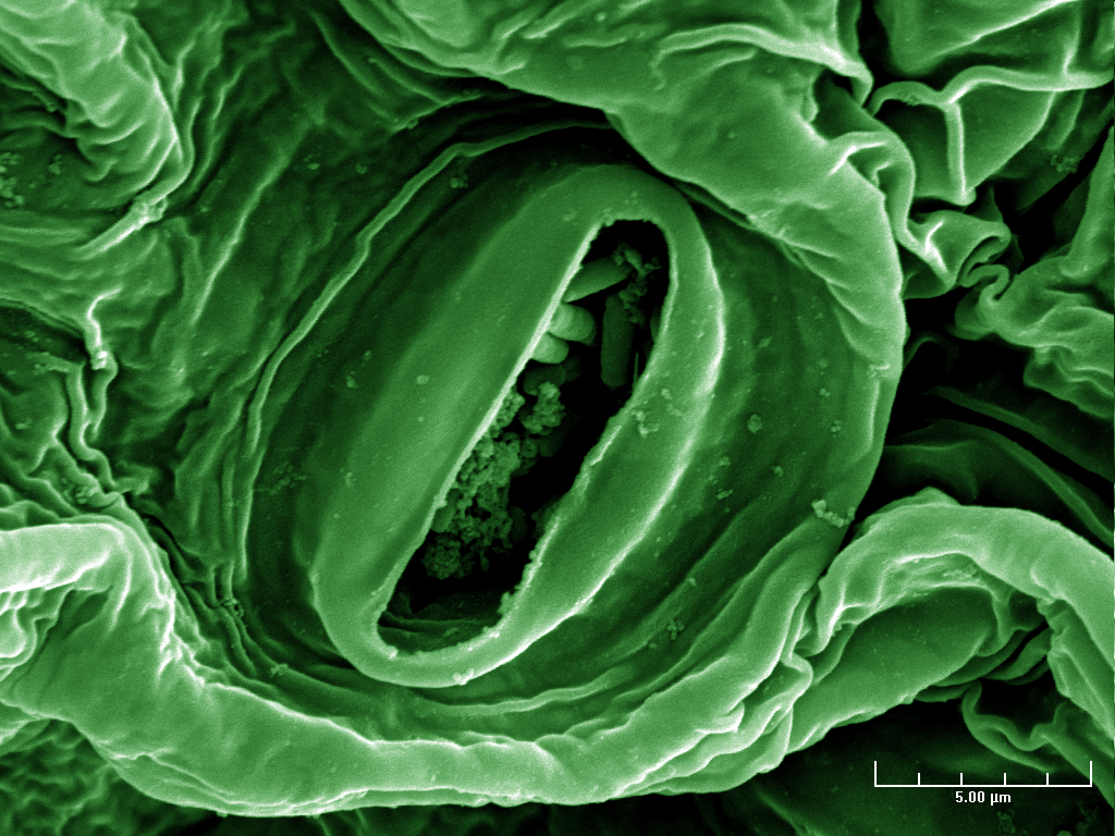 In this electron microscope image of green-leaf lettuce, rod-shaped E. coli bacteria nestle inside a minute pore in the leaf called a stoma. Conventional produce sterilization techniques cannot reach pathogens such as E. coli in stomas, said Dr. Rosana Moreira, Texas AgriLife Research food safety engineer. 