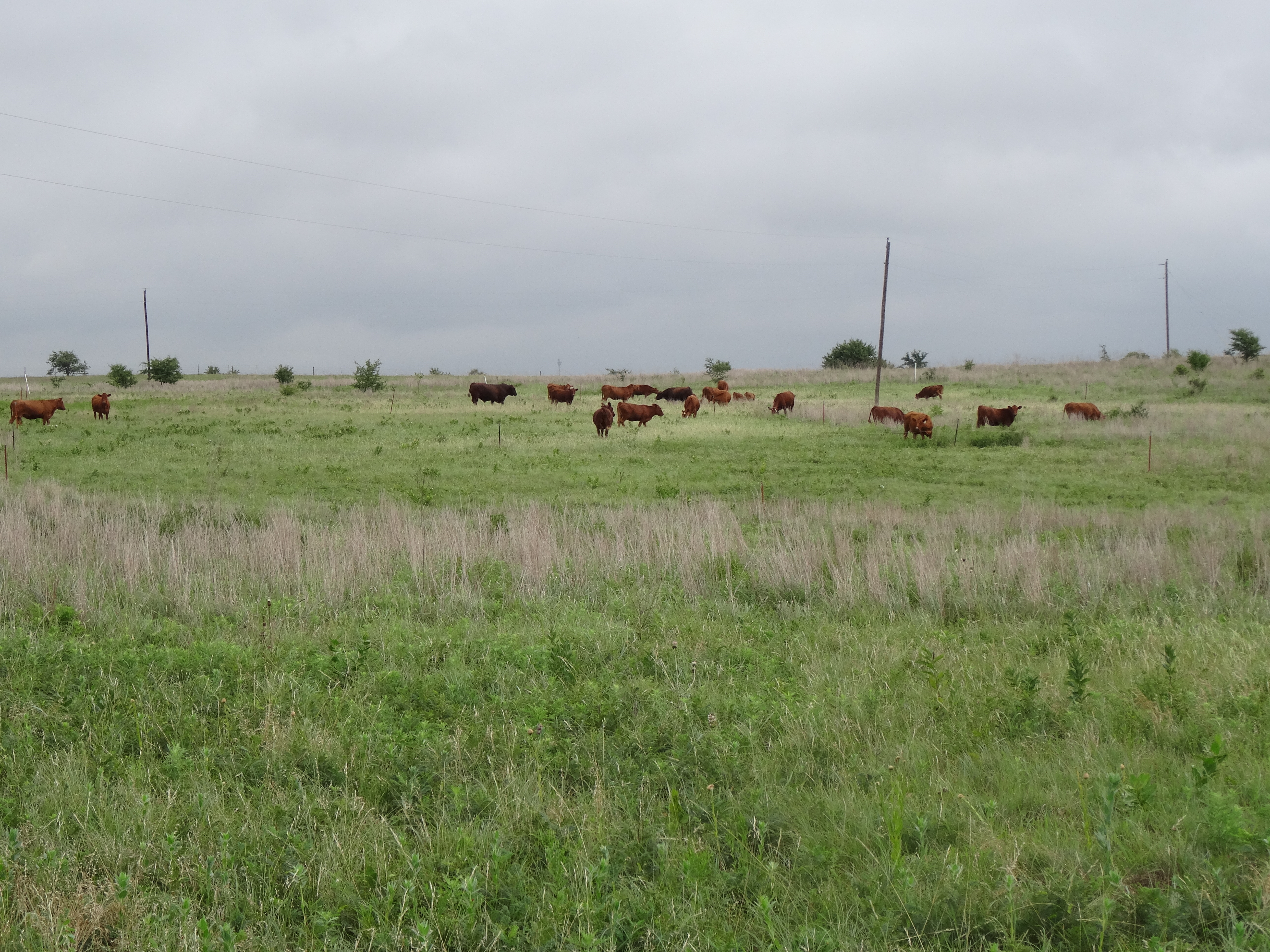 Multi-paddock grazing has been shown to be an effective conservation practice on grazing lands for enhancing water conservation and protecting water quality. (Texas A&M AgriLife photo by Kay Ledbetter)