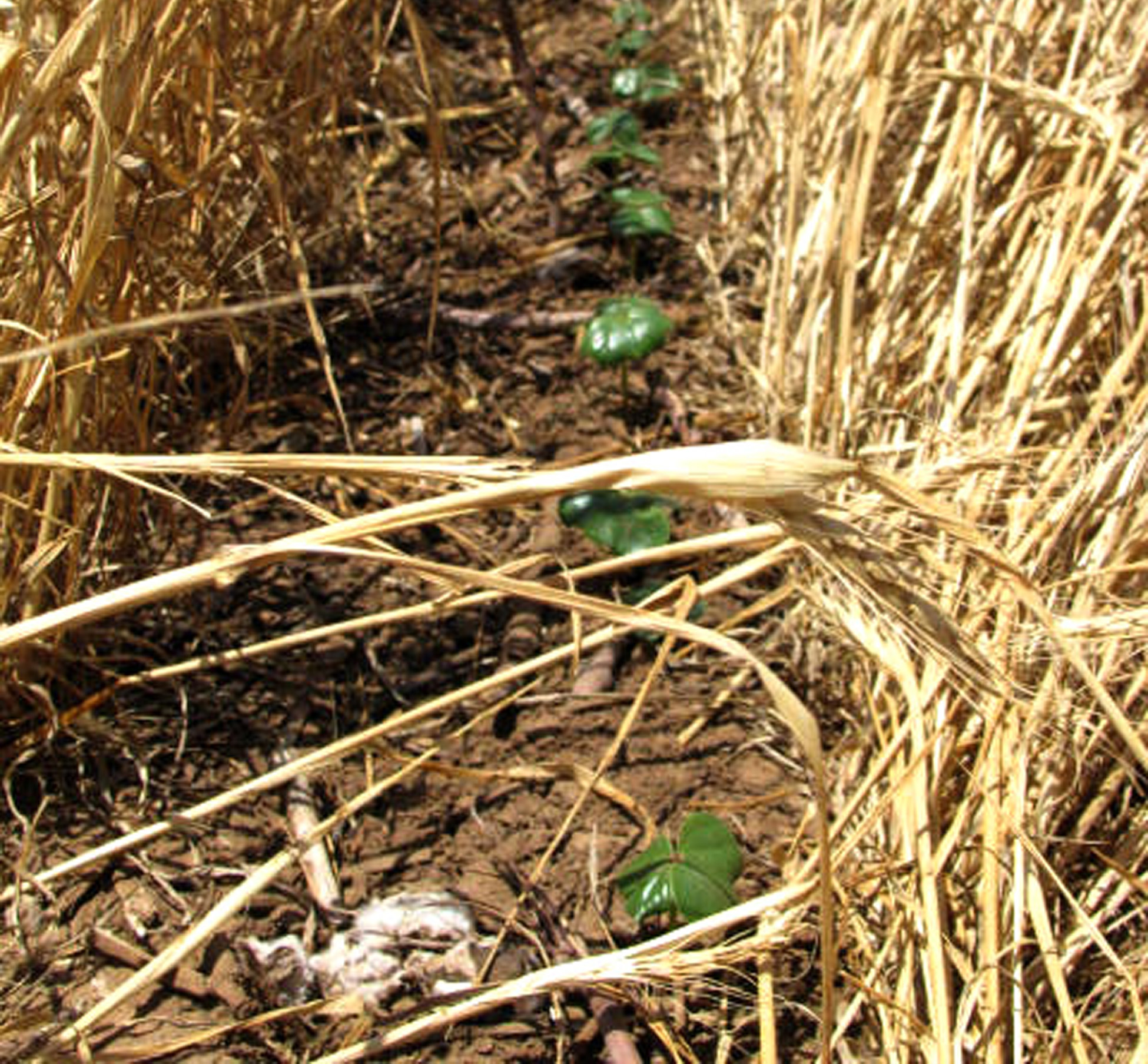 Winter wheat is feasible cover crop for Rolling Plains cotton. (Texas A&M AgriLife photo by Dr. Paul DeLaune)