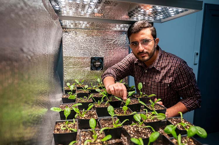 Azlan Zahid, Ph.D., inside the Controlled Environment Agriculture facility at the Texas A&M AgriLife Research and Extension Center in Dallas.
