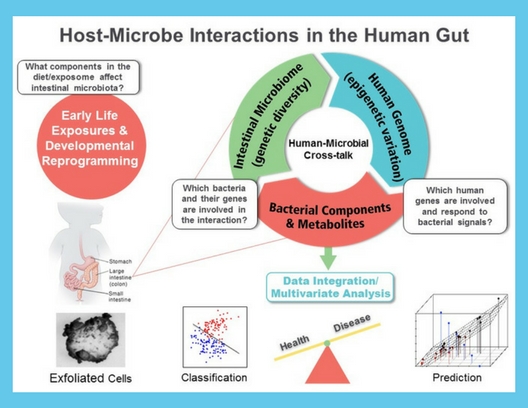 Host Microbe Interactions In The Human Gut Chapkin Lab 3641