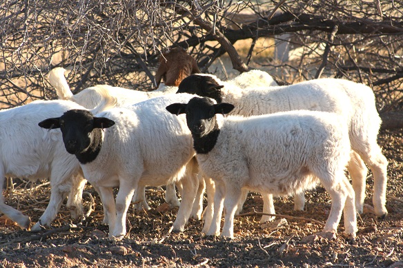 Sheep and goats are common sources of protein.
