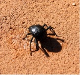 There are over 200 species of Toktokkie beetle in Namibia.