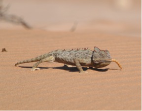 A chameleon eats a worm larva in the Namib Desert.