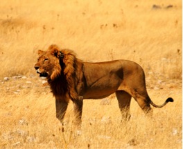 A male lion in Etosha National Park strides towards a watering hole.