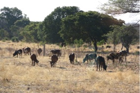 Pictured here are cattle in the northern region. Cattle graze wherever they please and come back home at the end of the day. Individual farmers must know what their cattle look like. 