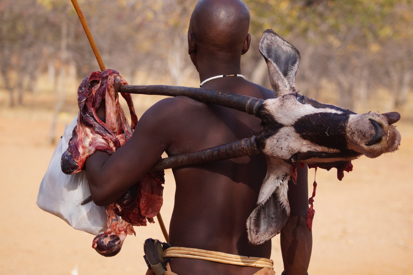 Himba elder returning from a successful hunt.
