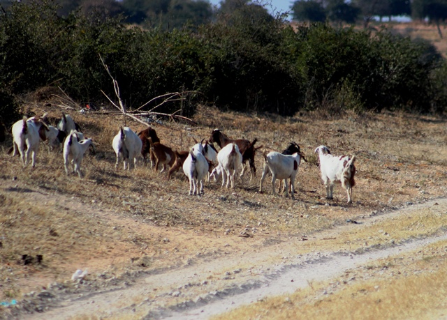 Goats on the side of the road.