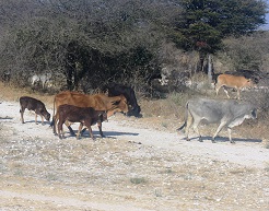 Along the road I saw many cattle roaming freely and without someone looking after them. Allowing cattle to roam freely can cause overgrazing, and increase the rate of desertification.